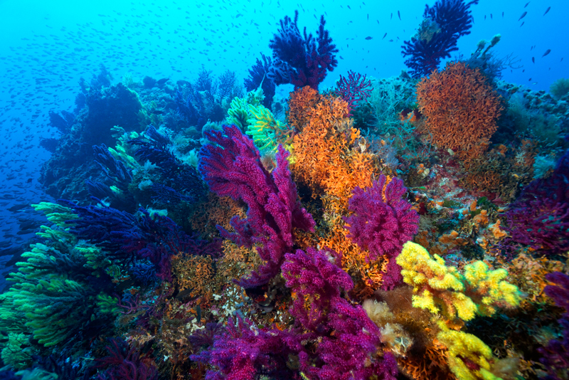 Koraal Lastovo Archipelago Nature Park